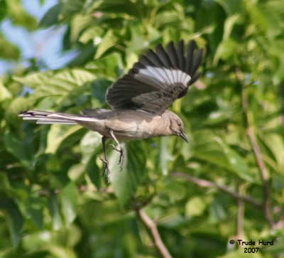 Northern Mockingbird, with diagnostic white wing patches