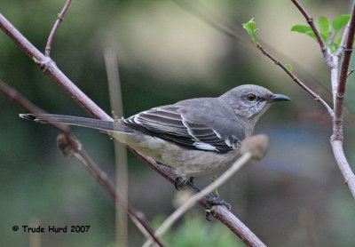 Northern Mockingbird