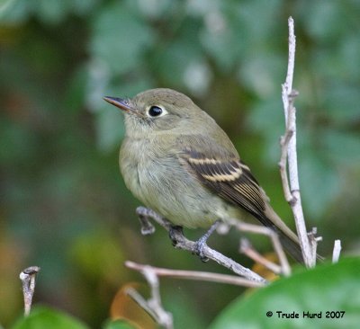 Pacific-slope Flycatcher, fall migration