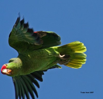 Red-crowned Amazon