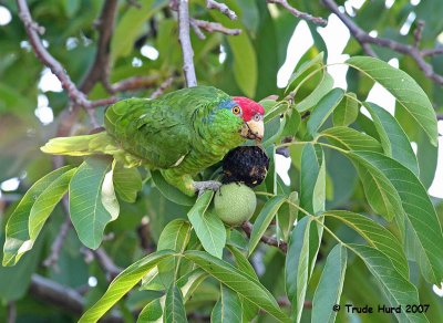 Red-crowned Amazon
