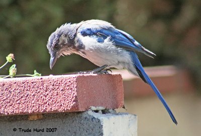 Western Scrub-jay