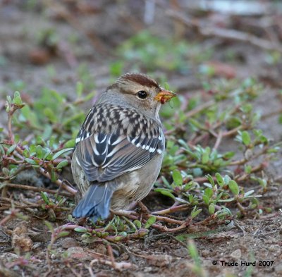 White-crowned Sparrow, juvenile