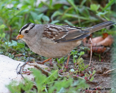 White-crowned Sparrow, adult