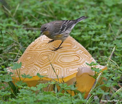 Yellow-rumped Warbler on solar-powered garden night-light