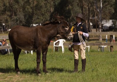 2011 Maldon Show055.jpg