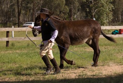 2011 Maldon Show060.jpg