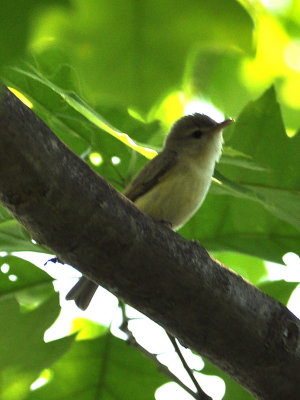 Warbling Vireo