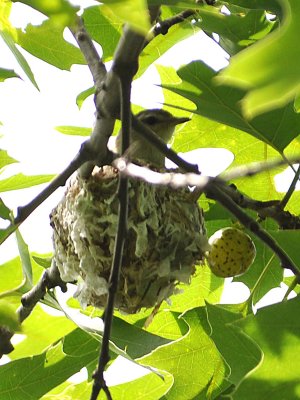 Warbling Vireo Nest