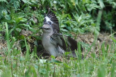 Mockingbird Wing Flash