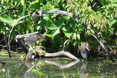 Green Heron Young