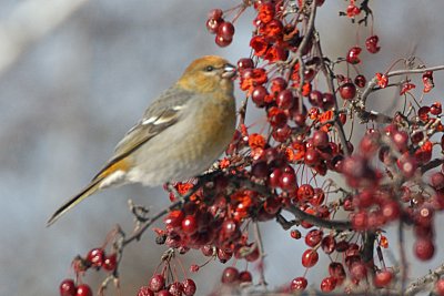 Pine Grosbeak