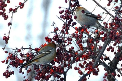 Pine Grosbeak