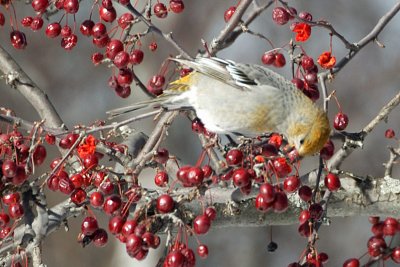 Pine Grosbeak