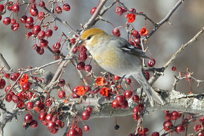 Pine Grosbeak