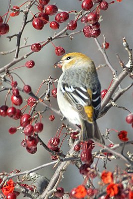 Pine Grosbeak