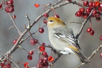 Pine Grosbeaks