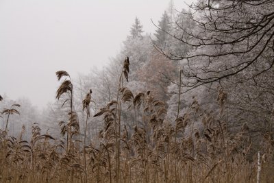 another moody winter scene in switzerland  IMG_9329_Resized.jpg
