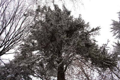 trees in winter  IMG_9359_Resized.jpg