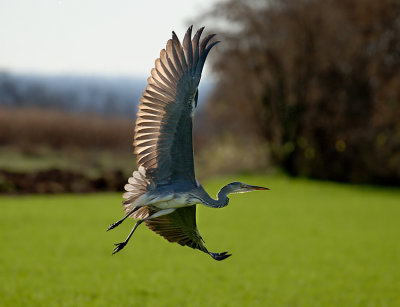 Birds