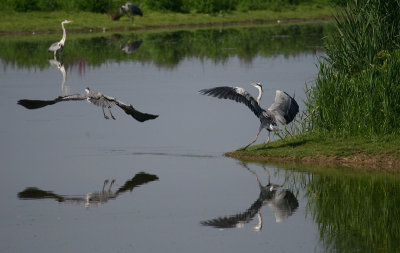 Birds