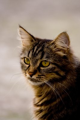 Dogs & Cats