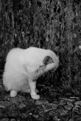 Dogs & Cats