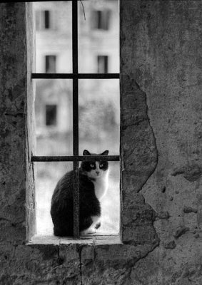 Dogs & Cats