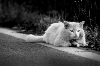 Dogs & Cats