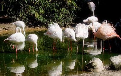 Birds