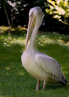 Birds
