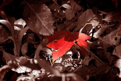 Fall