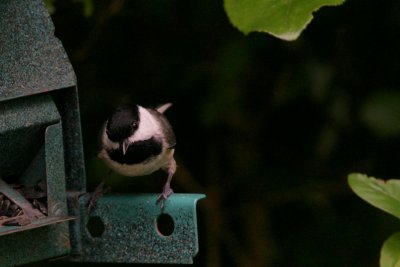 2408-1crop.jpg