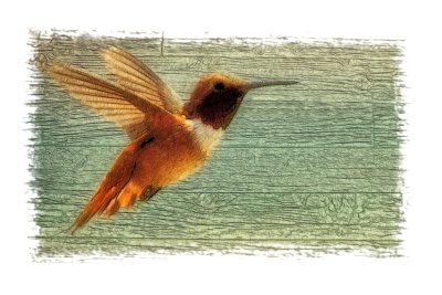Hummingbird Art 