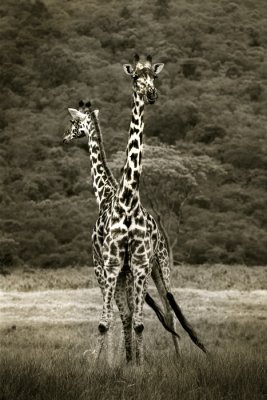 girafes.jpg