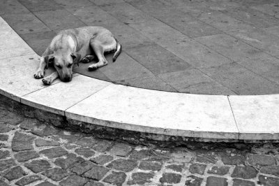 Island dog - Ischia