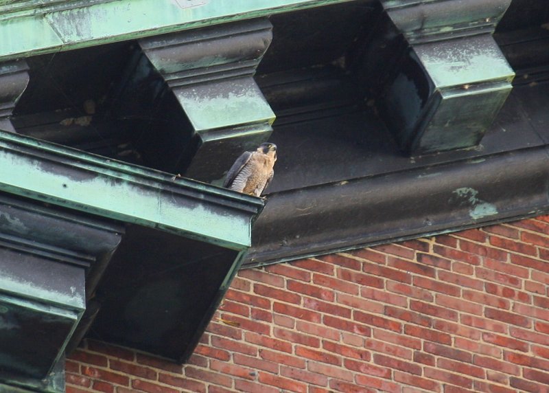 Peregrine: south side of clock tower; ledge to left/above clock face