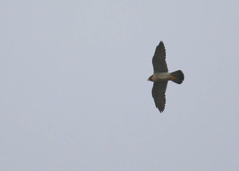 Peregrine in flight mode