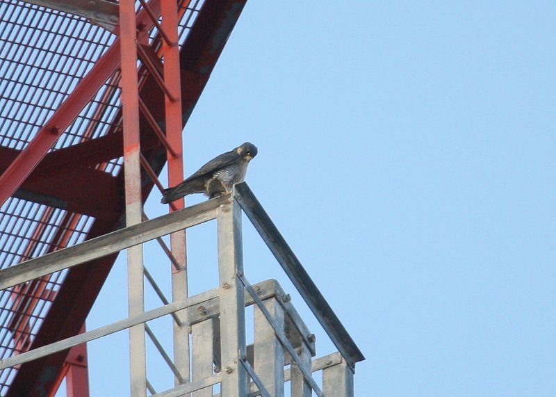 Peregrine perched on tower superstructure