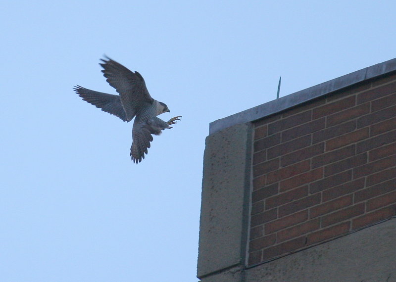 Peregrine in landing mode