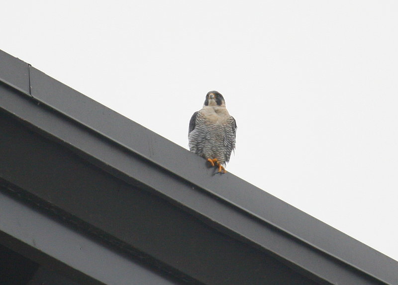 Peregrine perched