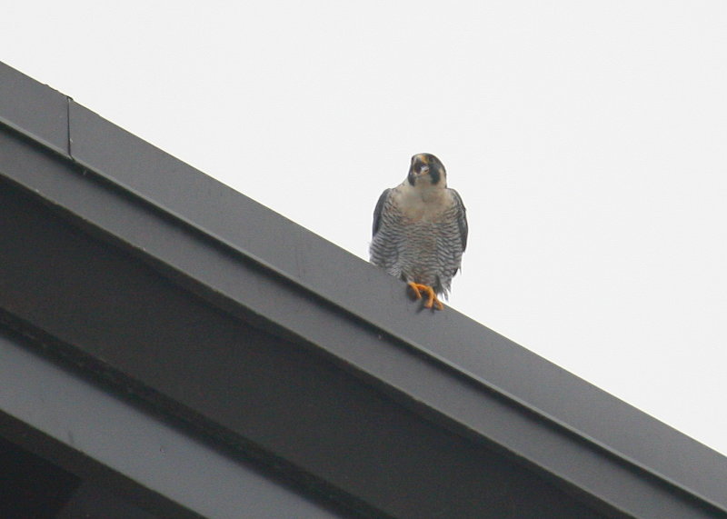 Perched and squawking