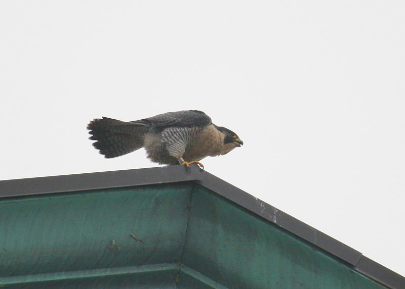 Peregrine perched and starting to squawk