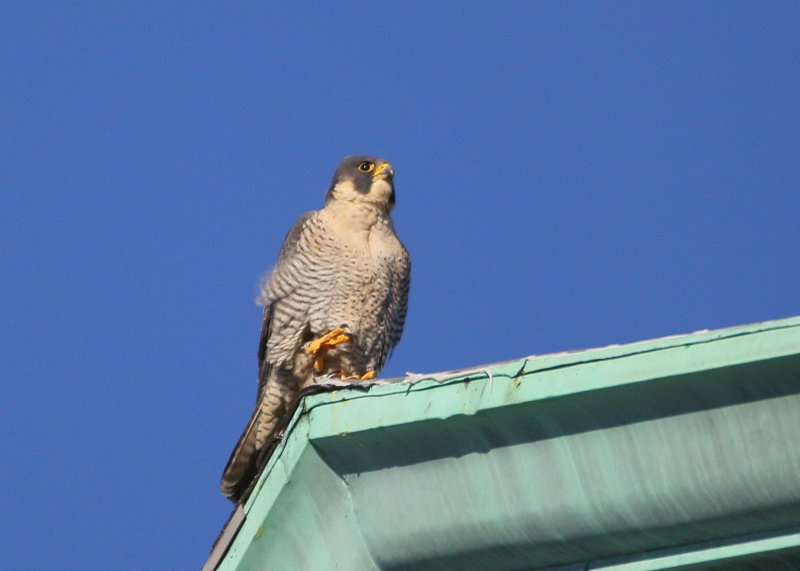 Peregrine: lifting right talon