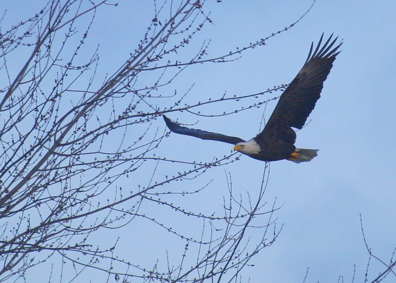 Bald Eagle, adult