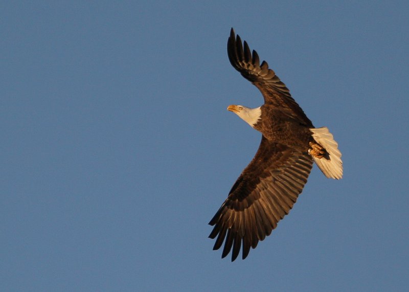 Bald Eagle, adult