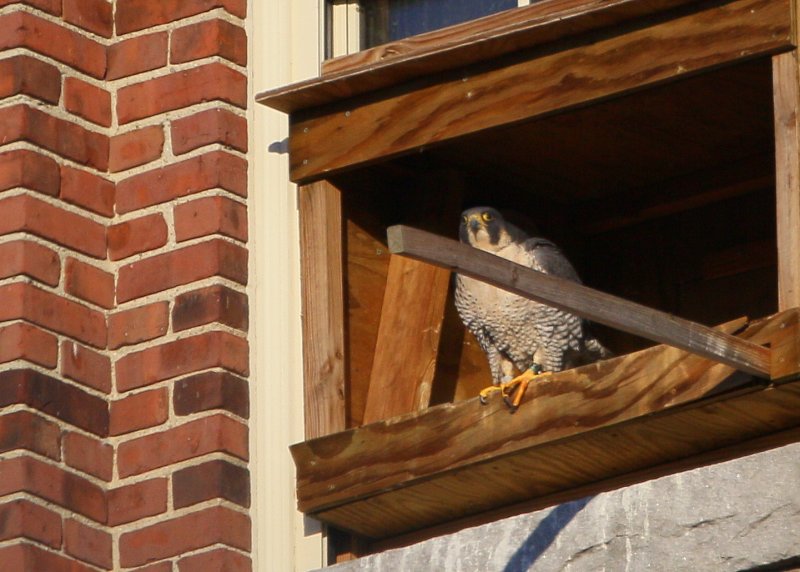 Peregrine: in nesting box