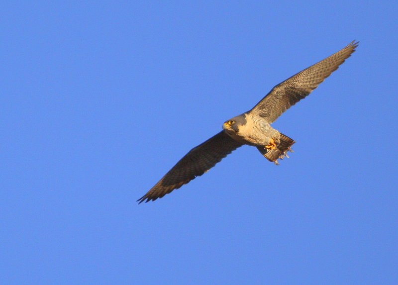 Peregrine: flight mode