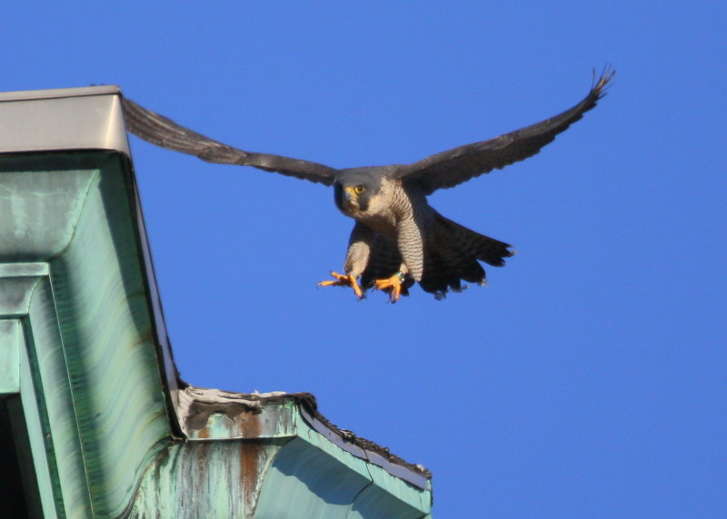 Peregrine: lifting off