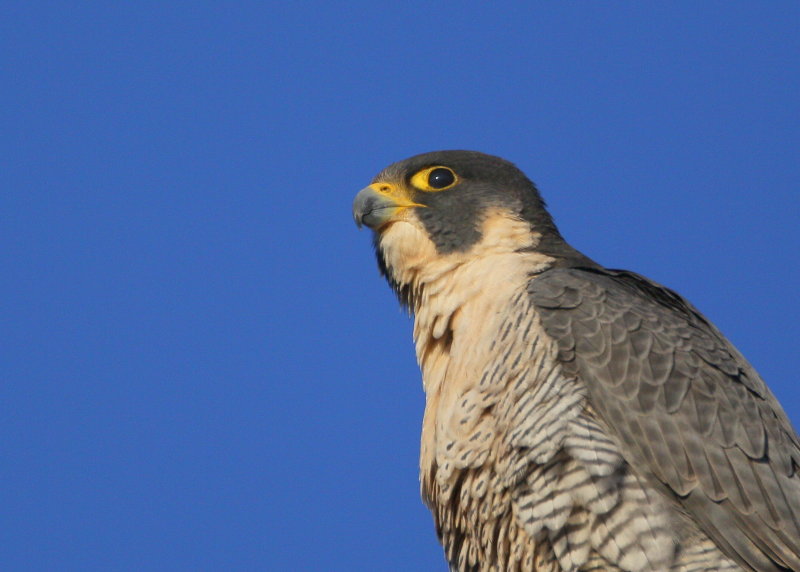 Peregrine: profile head and shoulder
